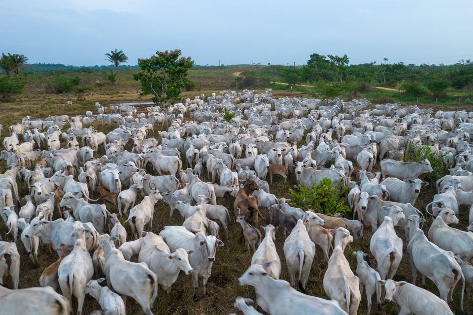 Aerial view of cattle on a farm in Brazil. Photo: Jonne Roriz/Bloomberg
